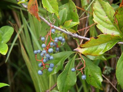 [Hanging from a woody branch are what appear to be bunches of round blue grapes on reddish stems. The long triangular-shaped green leaves are growing from different sections of the branch.]